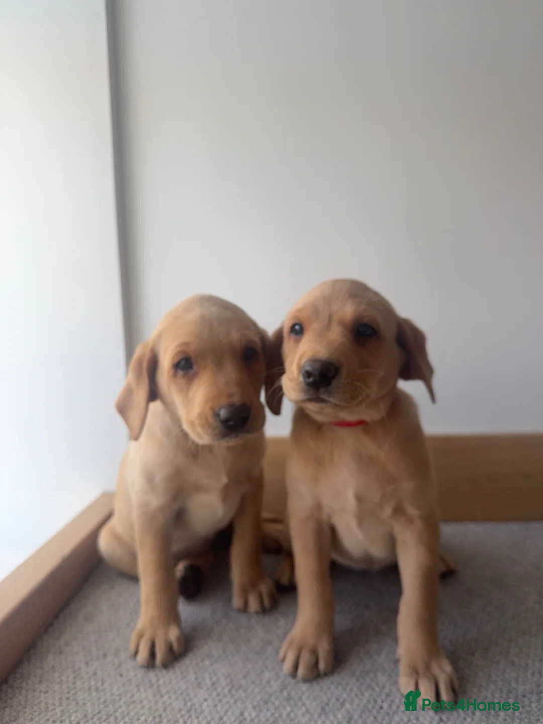Labrador Retriever dogs for sale: Fox red Working labrador puppies for sale in Doncaster - Advert 2