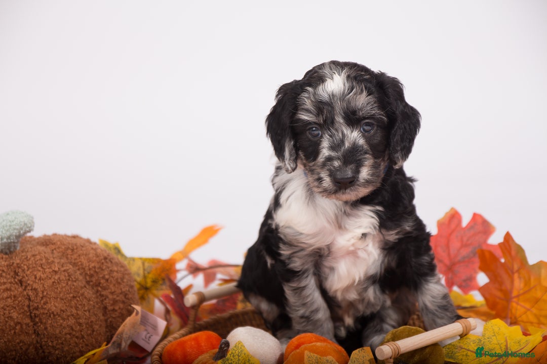 Miniature Poodle dogs for stud: Health tested red kc miniature poodle stud  in Doncaster - Advert 3