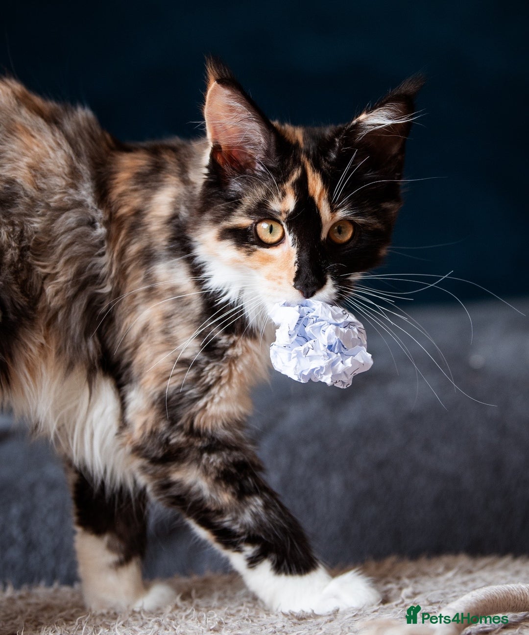 Maine Coon cats for sale: Pedigree Maine Coon Kittens (TICA) - Image 37