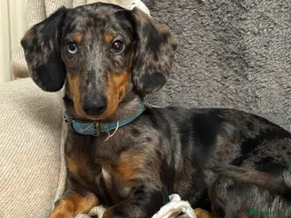 Dachshund dogs Male dachshund - Advert 2