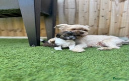 Mi-Ki dogs for sale: Mi ki toy puppies - Image 8