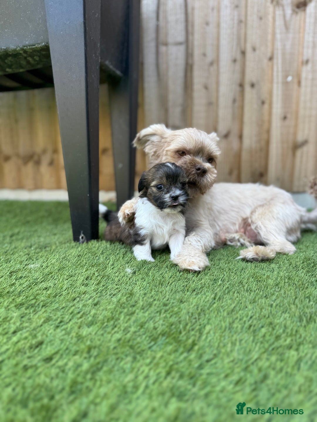 Mi-Ki dogs for sale: Mi ki toy puppies - Image 8