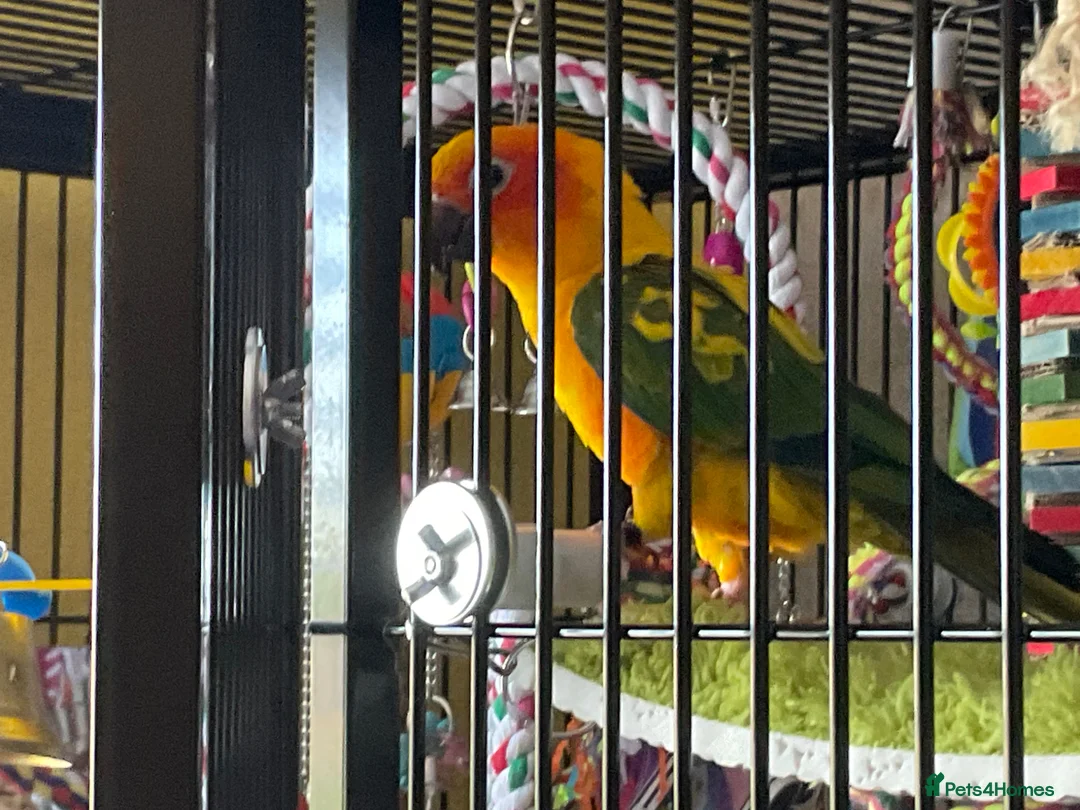 Conures birds for sale: Sun conure - Advert 3