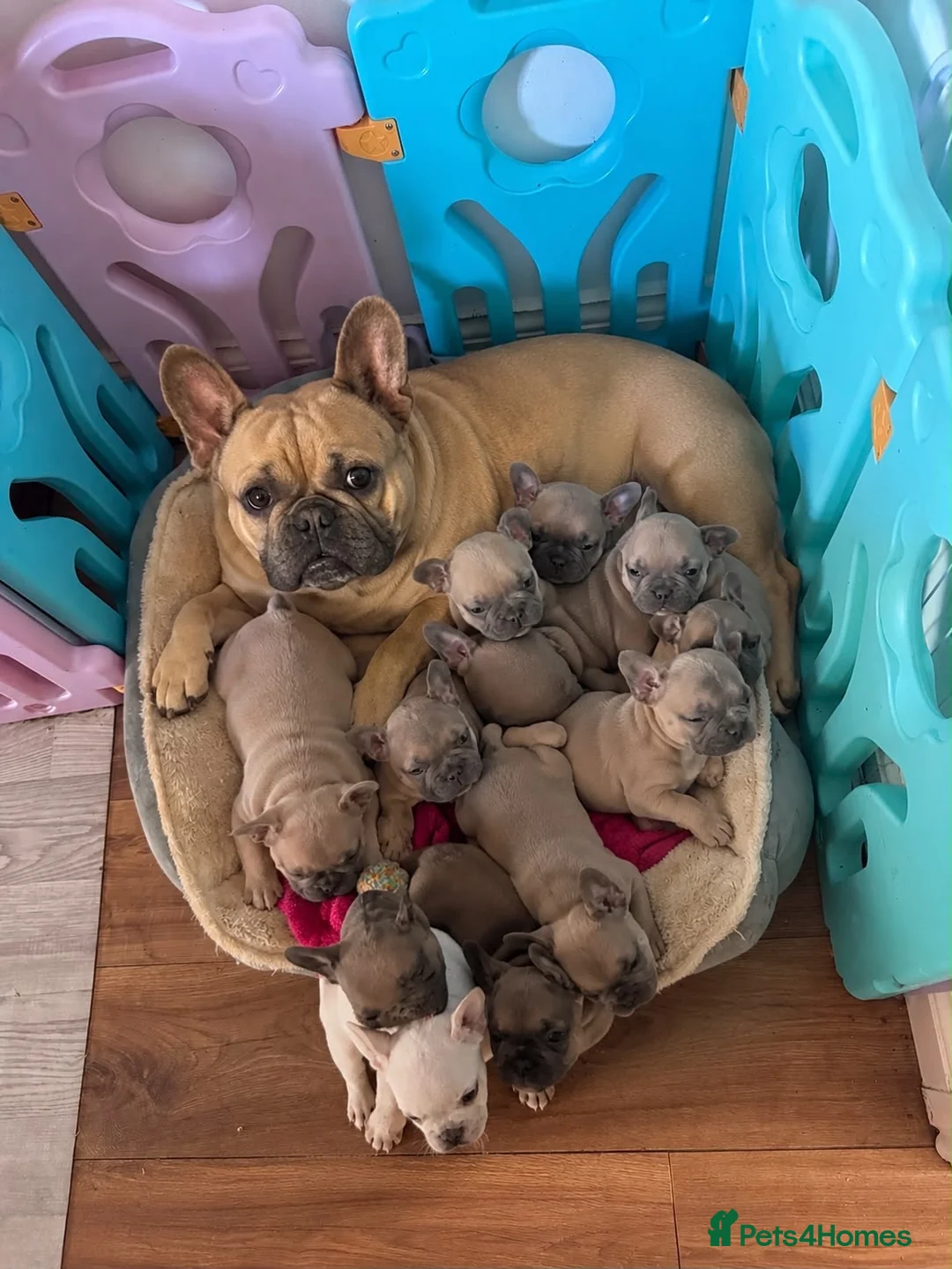 French Bulldog dogs for sale: French Bulldog puppies  - Advert 12