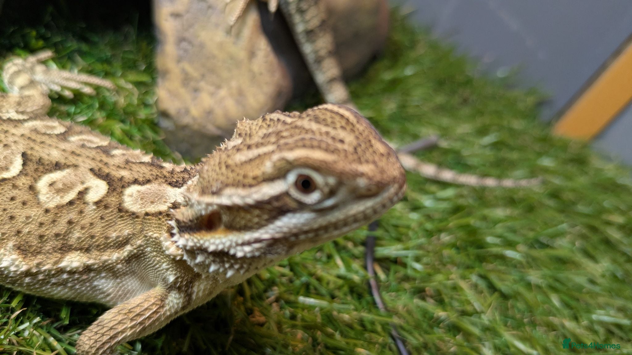 Dragon reptiles Rankins dragon  - Advert 2