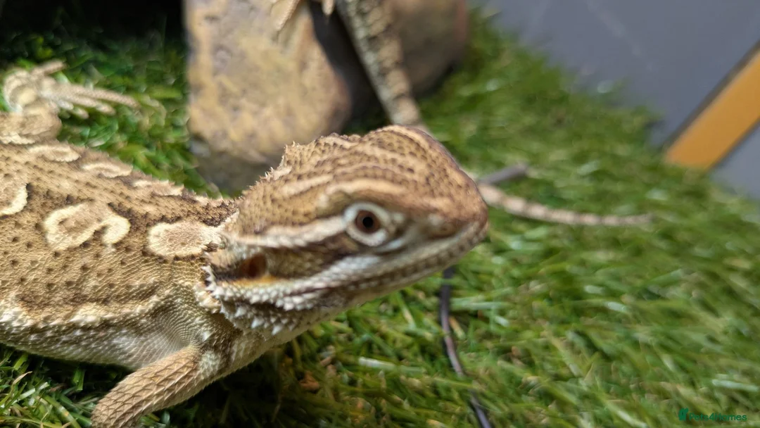 Dragon reptiles for sale: Rankins dragon  - Advert 1
