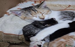 Mixed Breed cats for sale:  3 Adorable Kittens Ready for Their Forever Homes - Image 19