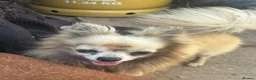 Chihuahua dogs for sale: Male creme longfur chihuahua and jackrusselterrier - Advert 23
