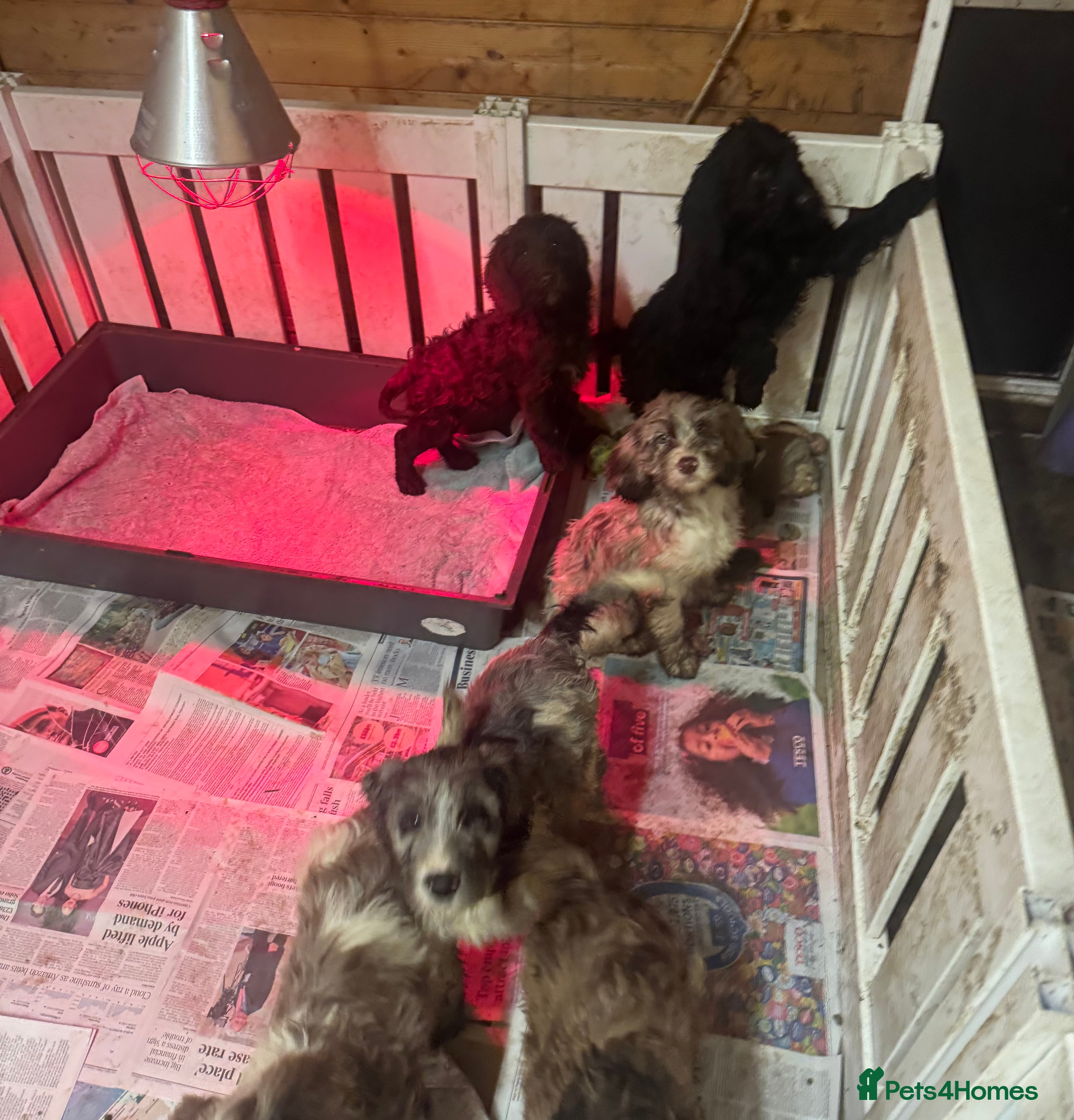 Cockapoo dogs PRICE REDUCED-F1 Rare Parti, Solid/Merle Cockapoos - Advert 3
