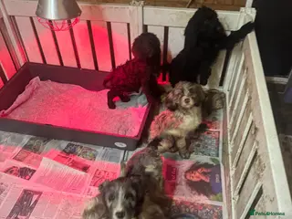 Cockapoo dogs PRICE REDUCED-F1 Rare Parti, Solid/Merle Cockapoos - Advert 3
