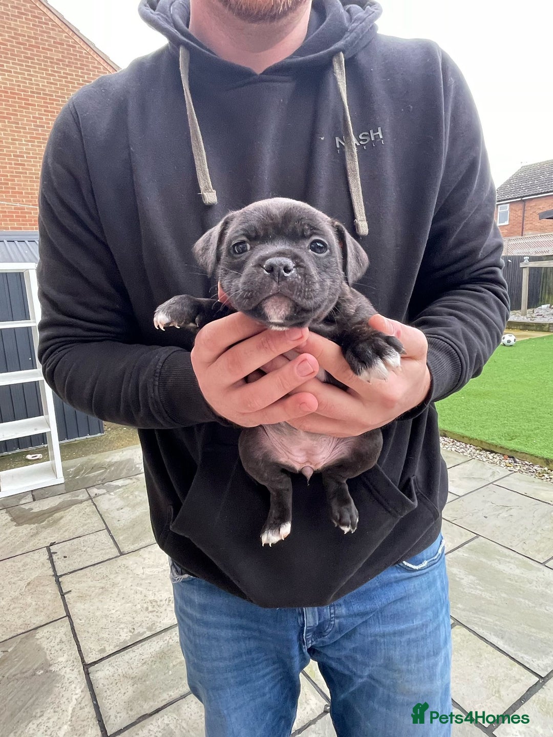 Staffordshire Bull Terrier dogs for sale: Staffordshire bull terrier puppies - Advert 16