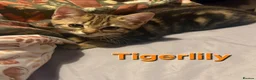 Mixed Breed cats for sale: Beautiful Kittens x4 Mixed colours Aged 11 weeks - Advert 12