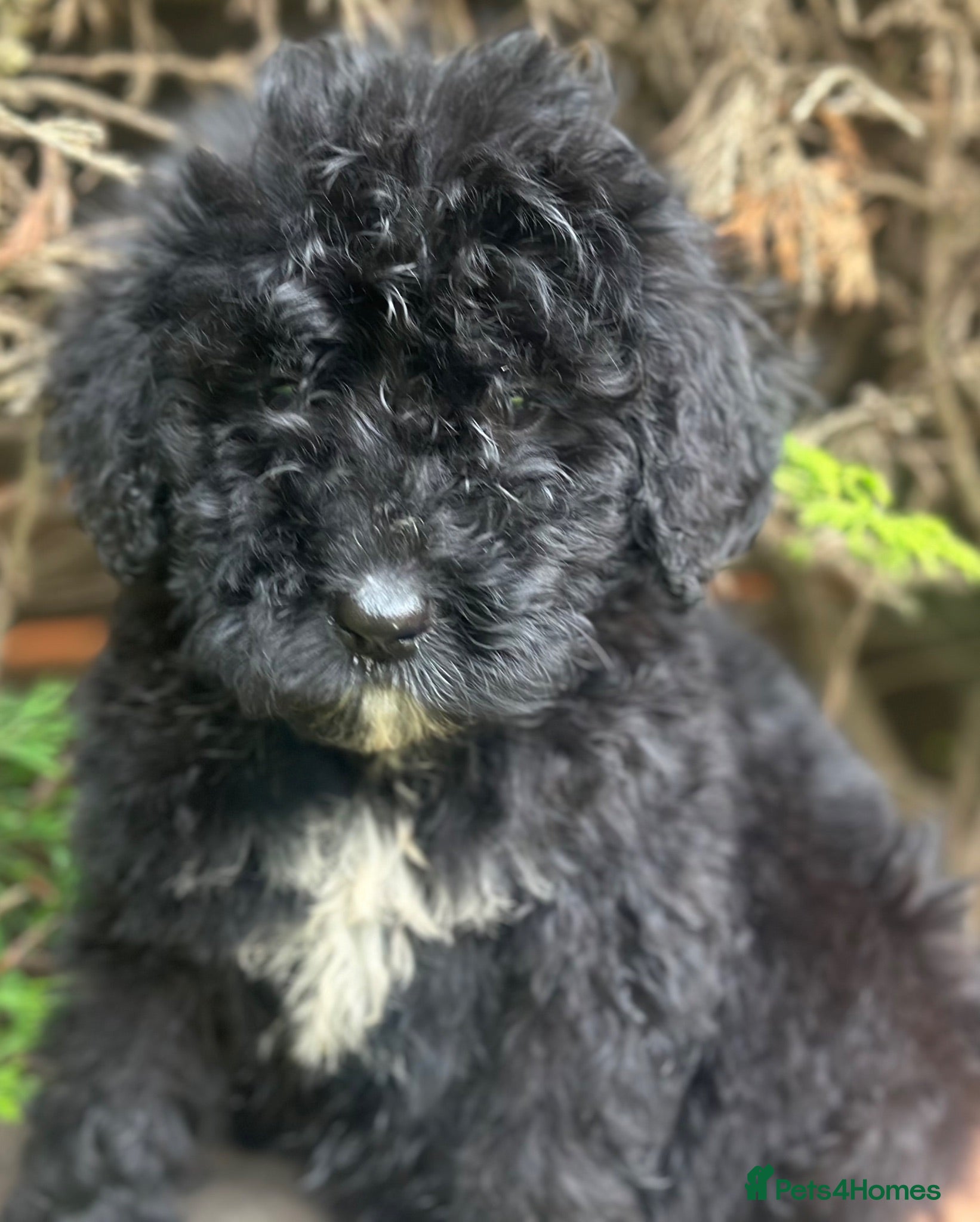 Bernedoodle dogs F1 STANDARD BERNADOODLES LAST 2 B/W GIRLS REDUCED - Advert 1