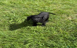 Cocker Spaniel dogs for sale: Cocker spaniel puppies🐶 - Image 12