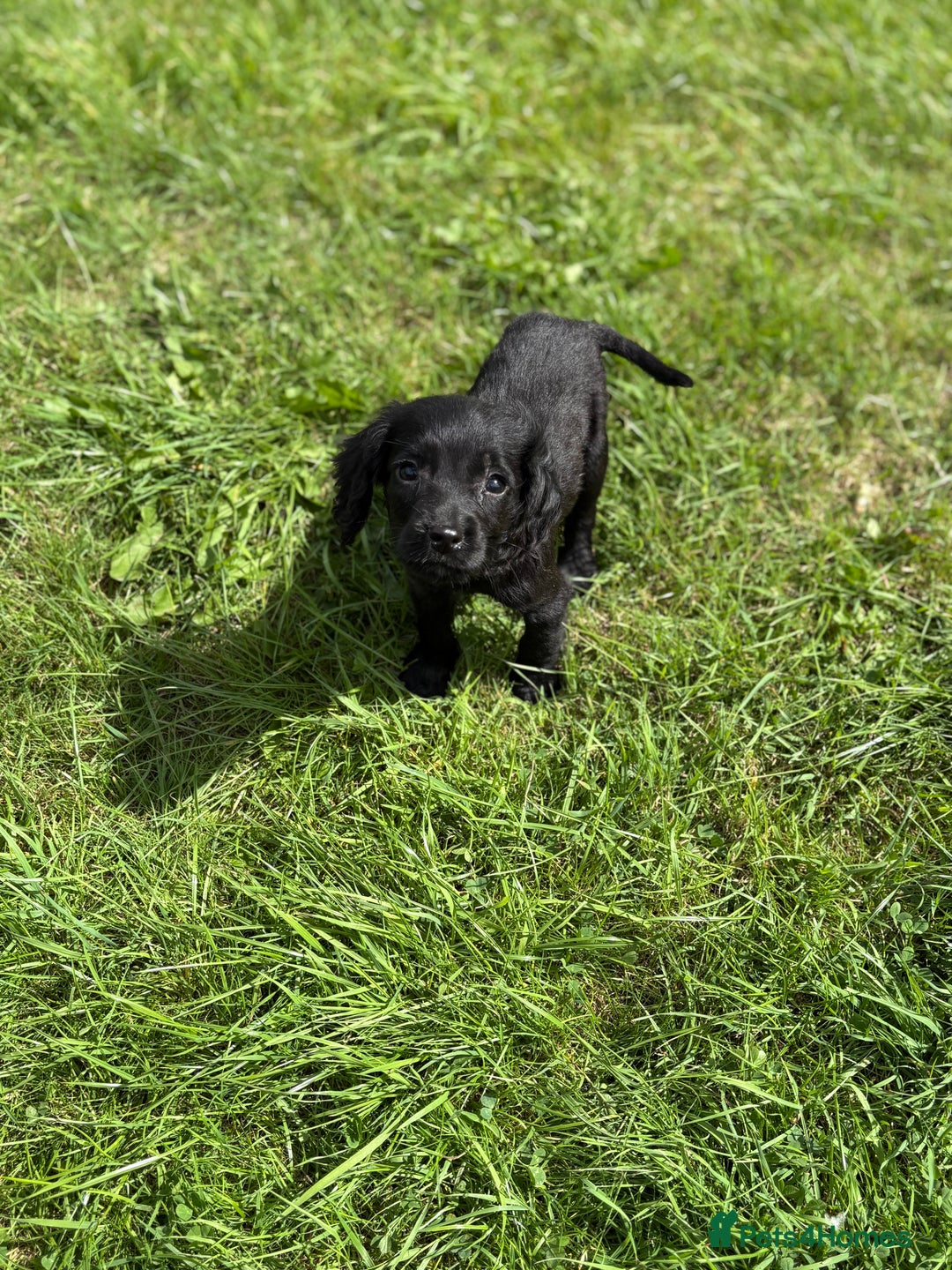 Cocker Spaniel dogs for sale: Cocker spaniel puppies🐶 - Image 12