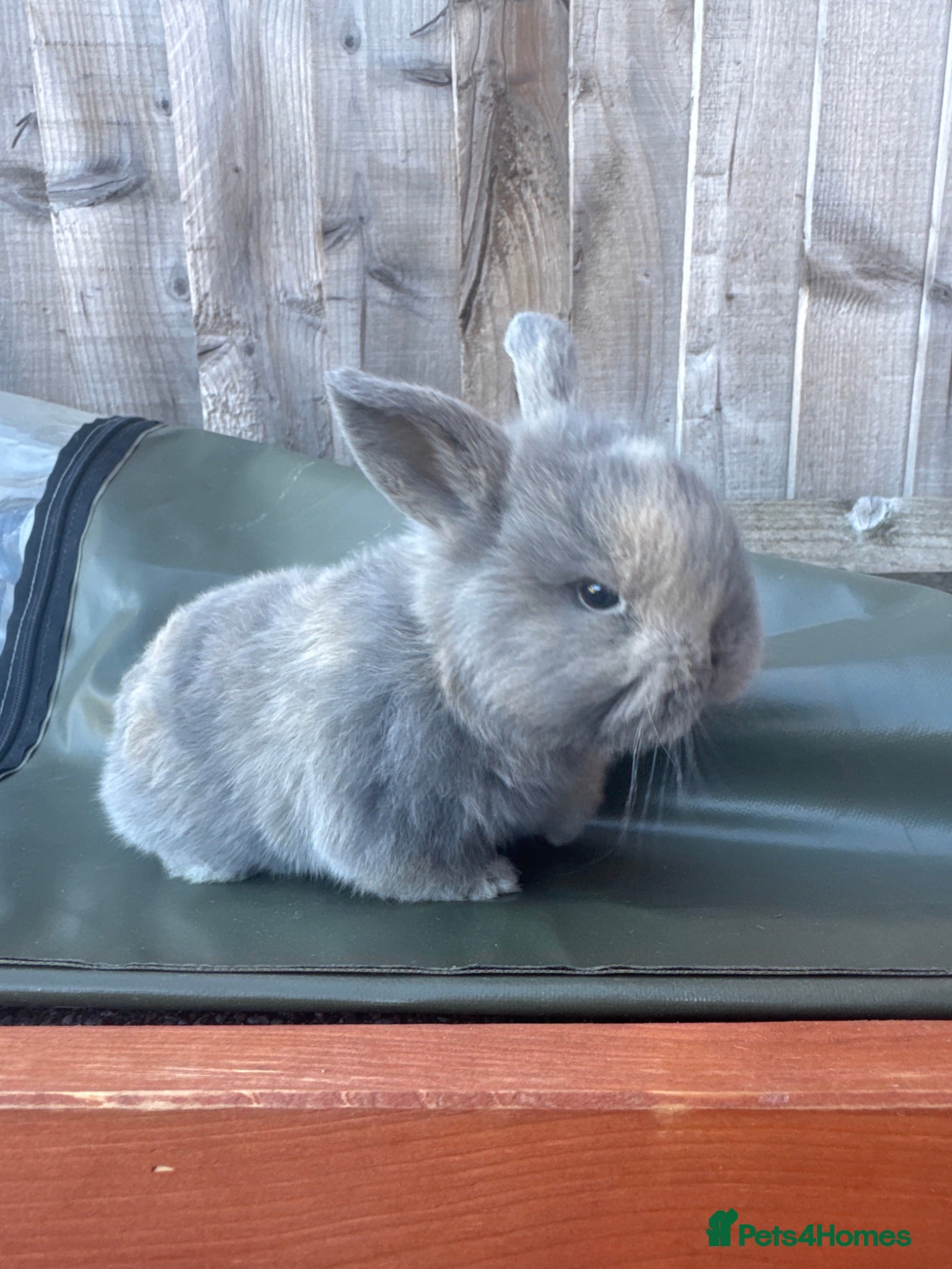 Mini Lop rabbits Mini lop bunny - Advert 16