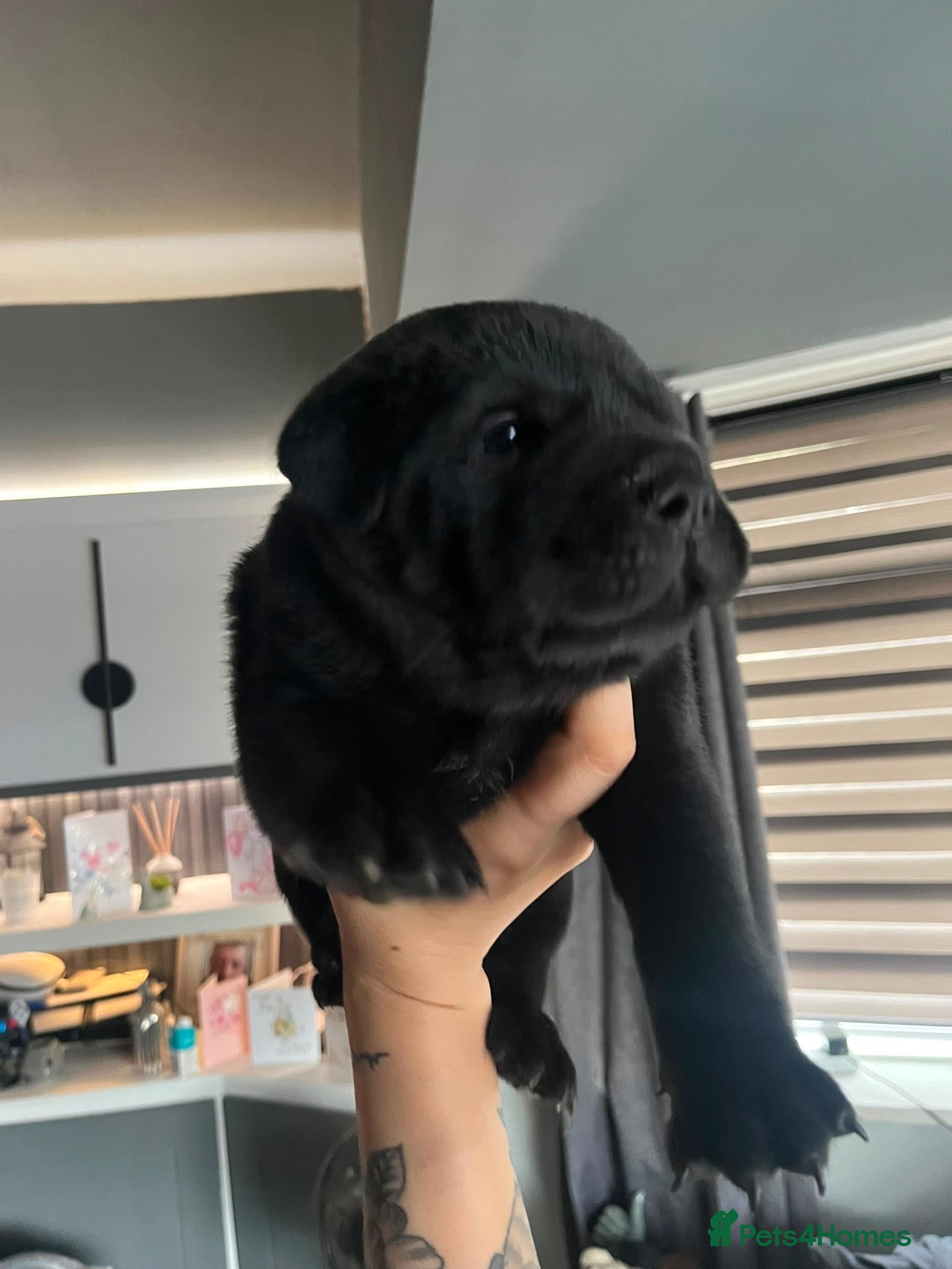 Mixed Breed dogs Litter of gorgeous Shar Pei cross puppies - Advert 2