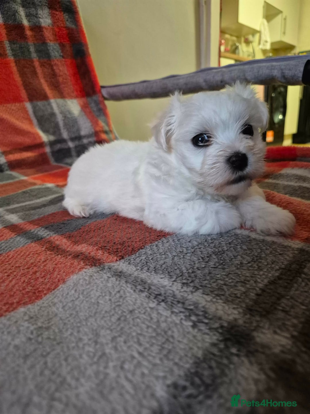 Bichon Frise dogs for sale: Bichon Frise - Advert 14