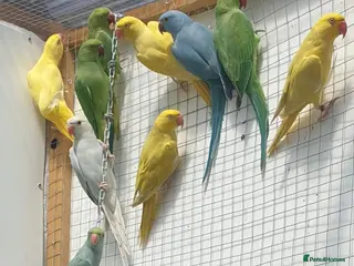 Ringnecks birds Indian Ringneck - Advert 11