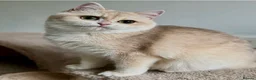 British Shorthair cats for sale: Show quality Golden BSH boys  - Advert 4