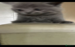 Scottish Fold cats for sale: Scottish fold/straight boys ready for reservation. - Image 13