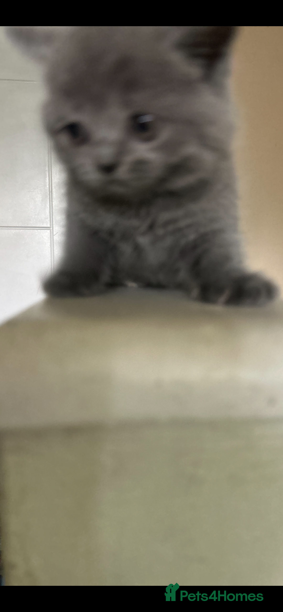 Scottish Fold cats for sale: Scottish fold/straight boys ready for reservation. - Image 13