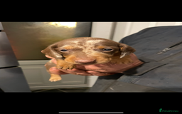 Dachshund dogs for sale: Dachshund Puppies for sale  - Image 2