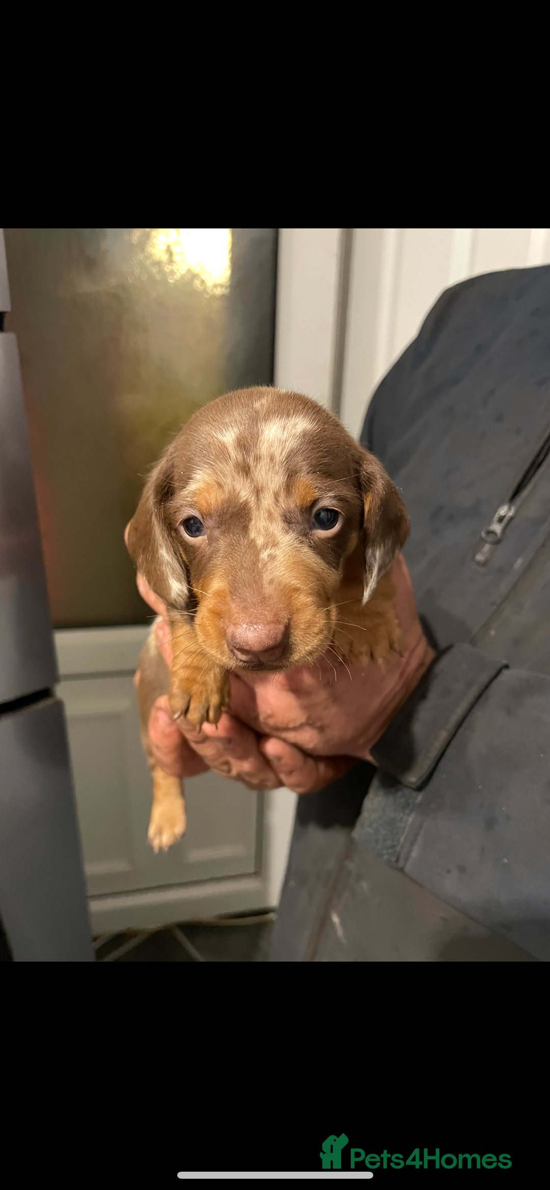 Dachshund dogs for sale: Dachshund Puppies for sale  - Image 2