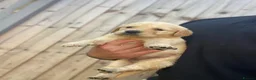 Golden Retriever dogs for sale: ⭐ KC Registered Golden Retriever Puppies ⭐️  - Advert 33