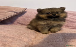Pomeranian dogs for sale: 2 beautiful Pomeranian Puppy’s  - Image 9