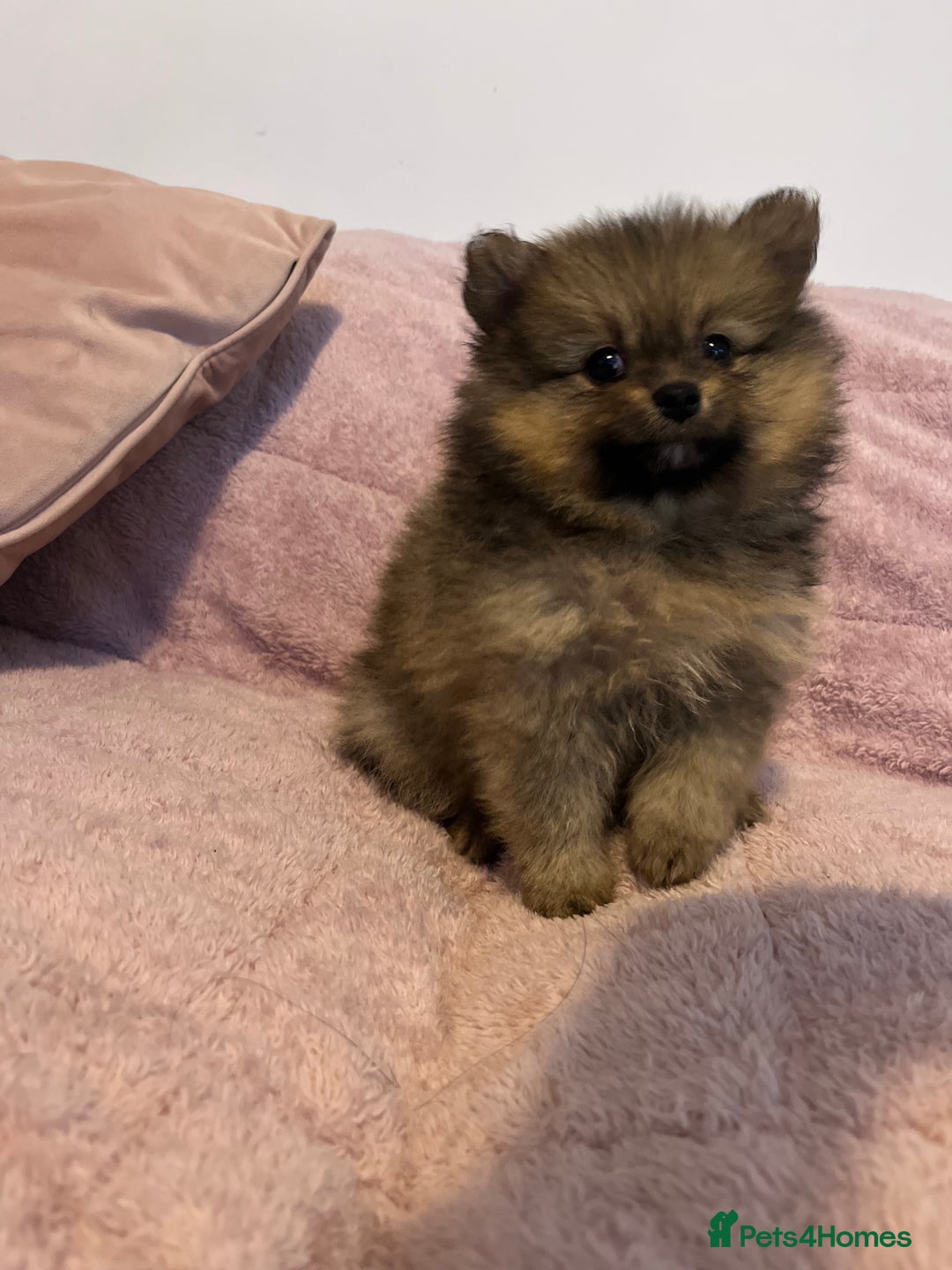 Pomeranian dogs for sale: 2 beautiful Pomeranian Puppy’s  - Image 9