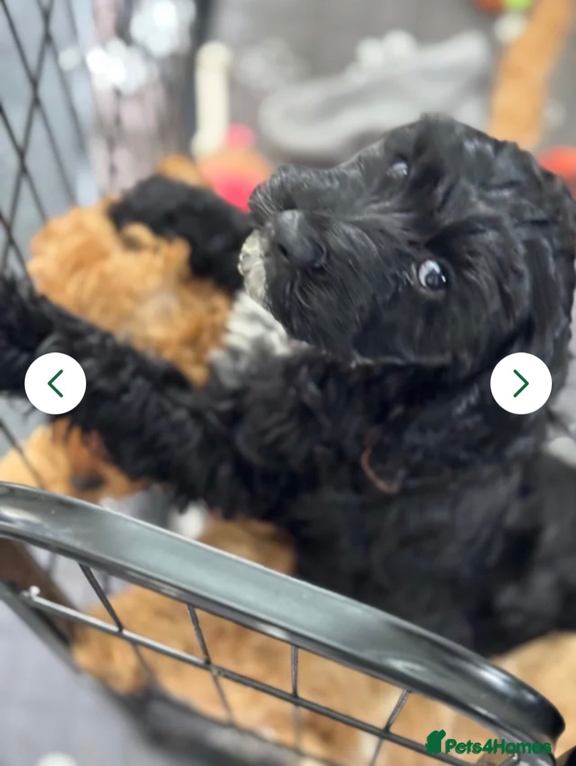 Cockapoo dogs Adorable out standing health checks - Advert 1