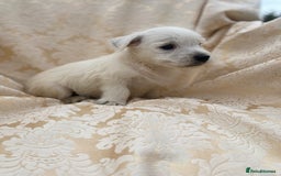 West Highland Terrier dogs for sale: West highland terriers - Image 12
