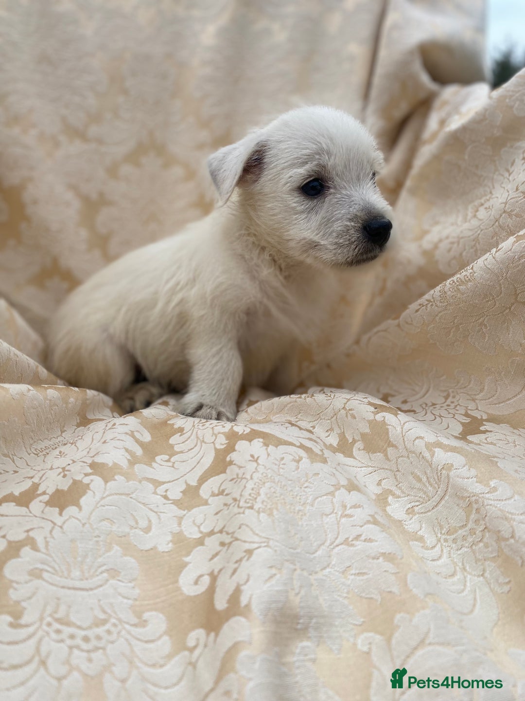 West Highland Terrier dogs for sale: West highland terriers - Image 12