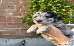 Cavapoo dogs for sale: 🌟HEALTH TESTED F1B CAVAPOO MERLE STUNNING PUPPIES - Image 28