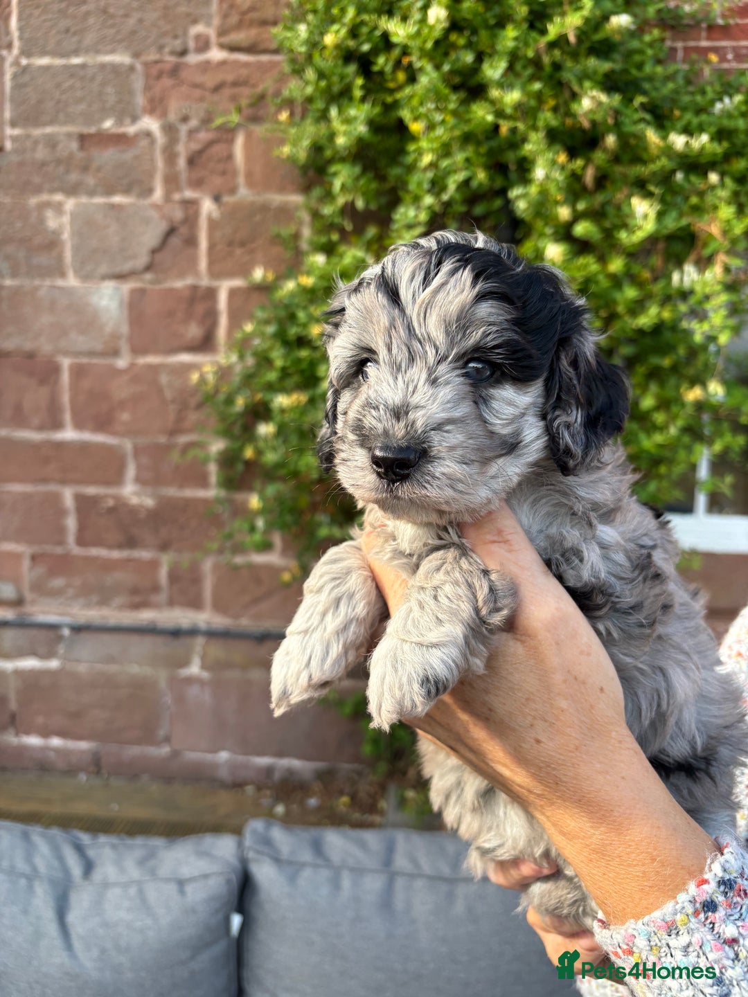 Cavapoo dogs for sale: 🌟HEALTH TESTED F1B CAVAPOO MERLE STUNNING PUPPIES - Image 28
