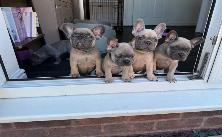French Bulldog dogs - Advert 8