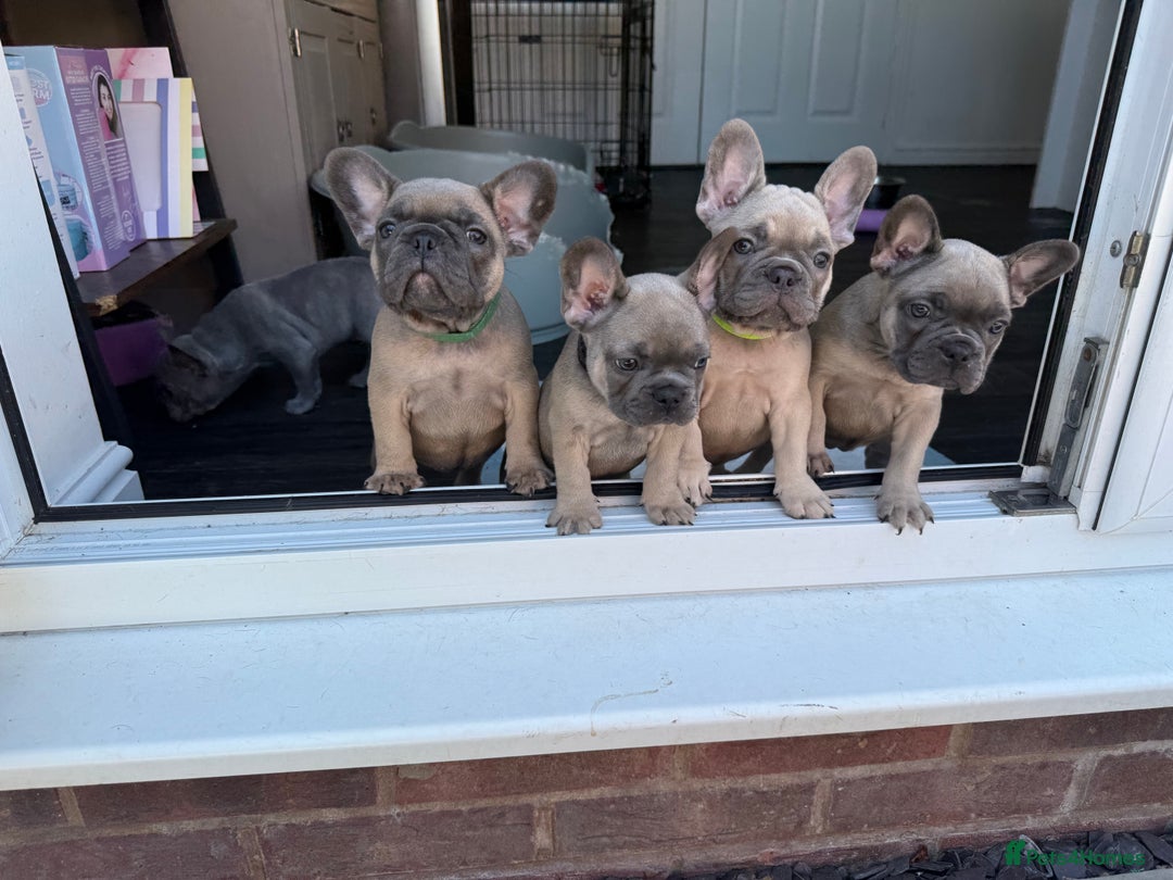 French Bulldog dogs for sale: 4 stunning Pure breed Blue Fawn French Bulldogs 🐶 - Image 1