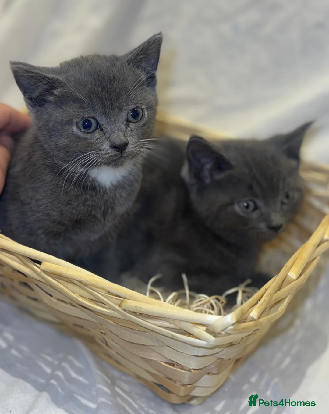 British Shorthair cats for sale: ‼️British shorthair kittens‼️ - Advert 1