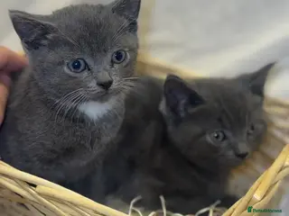 British Shorthair cats British shorthair kittens - Advert 9