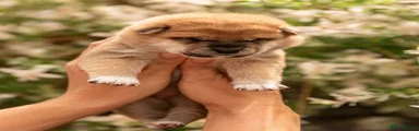 Japanese Shiba Inu 1
