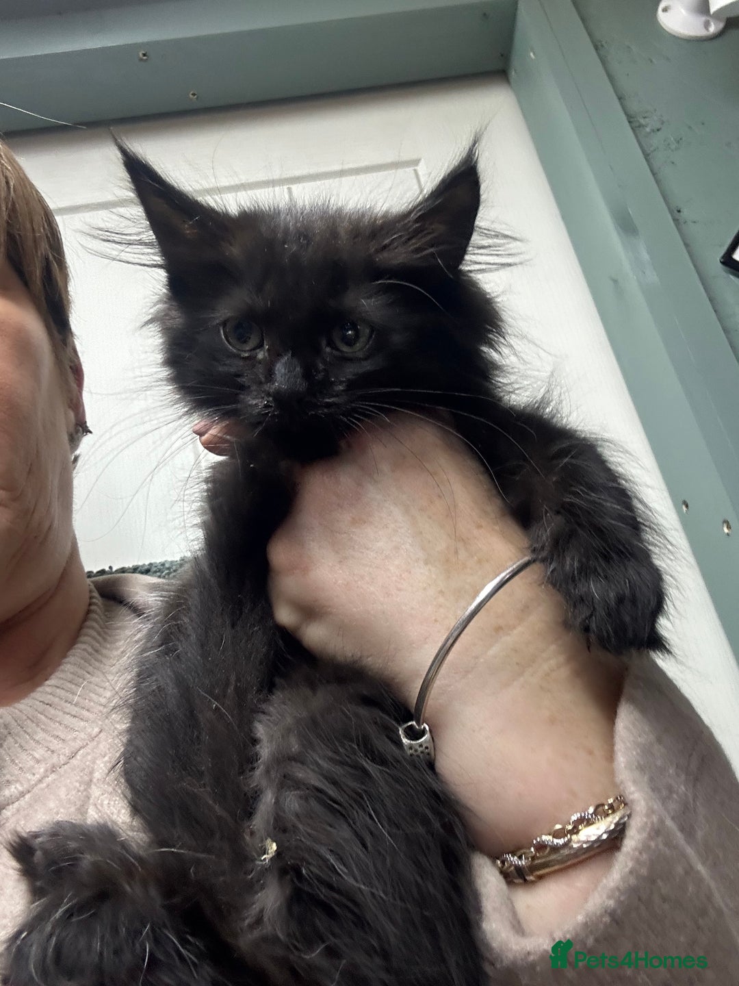 Maine Coon cats for sale: Mainecoon  - Advert 11