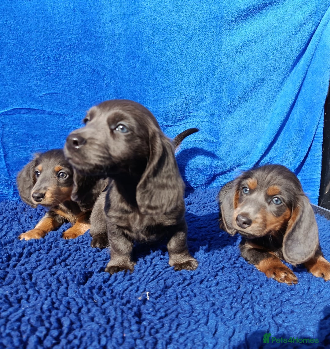 Miniature Dachshund dogs for sale: LONG HAIRED MINI KC REG PRA CLR  - Image 2