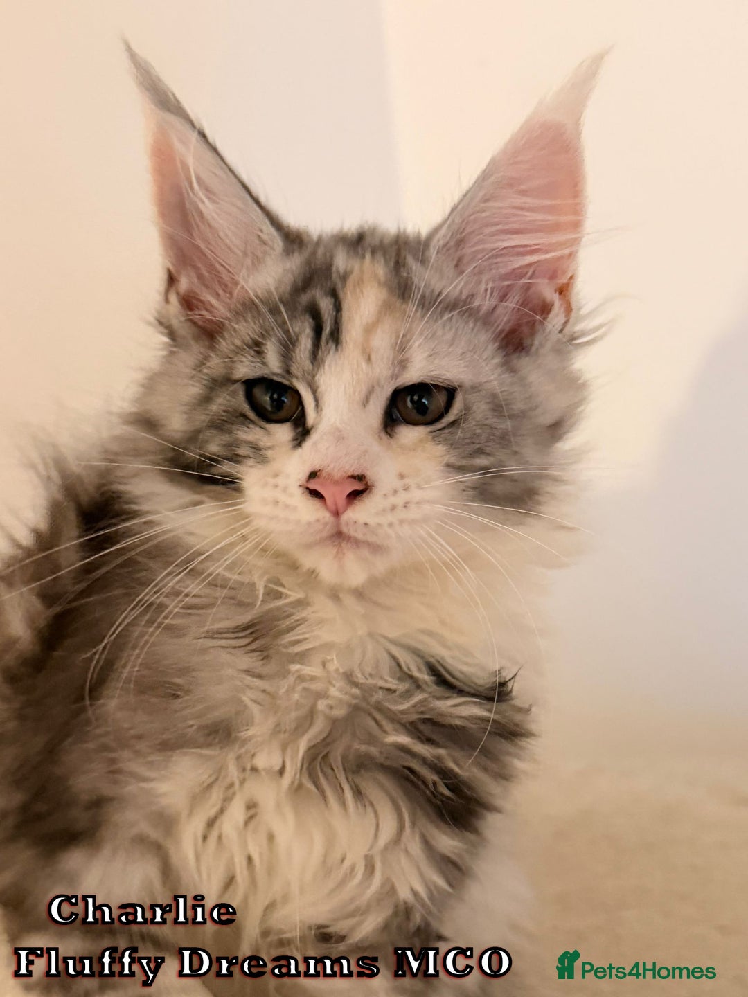Maine Coon cats for sale: Fluffy Maine Coons 3 girls 1 boy active/non-active - Image 9