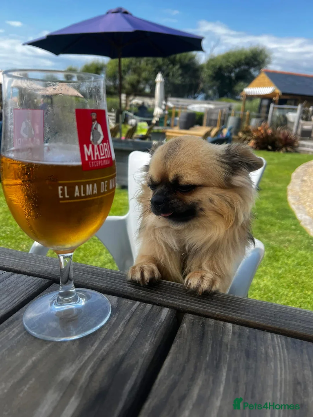 Chihuahua dogs for stud: Beautiful Long-Haired Chihuahua Stud – Duke 🐾 - Advert 2