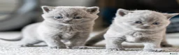 British Shorthair cats for sale: British Shorthair kittens ACTIVE/Non-active - Advert 5