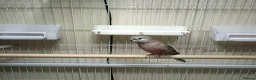 Parakeets birds for sale: Rosa Bourke and a normal Bourke parakeets  - Advert 5