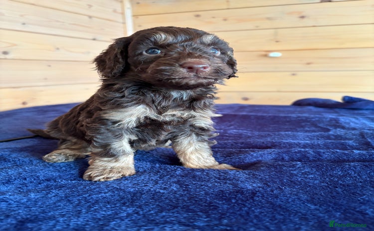 Miniature Poodle dogs - Advert 10