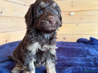 Miniature Poodle dogs - Advert 14