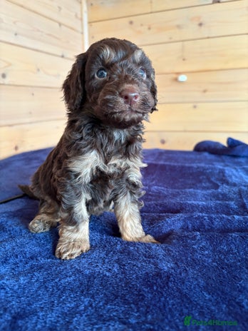 Miniature Poodle dogs - Advert 10